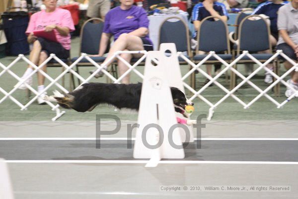 IMG_9037.jpg - Dawg Derby Flyball TournementJuly 11, 2010Classic CenterAthens, Ga