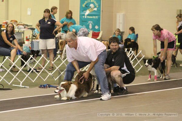 IMG_9041.jpg - Dawg Derby Flyball TournementJuly 11, 2010Classic CenterAthens, Ga