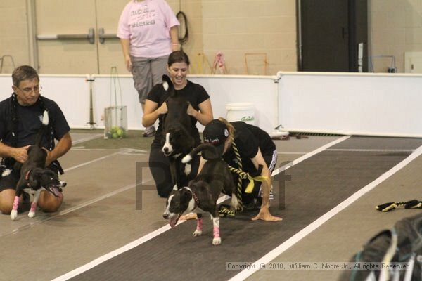 IMG_9044.jpg - Dawg Derby Flyball TournementJuly 11, 2010Classic CenterAthens, Ga