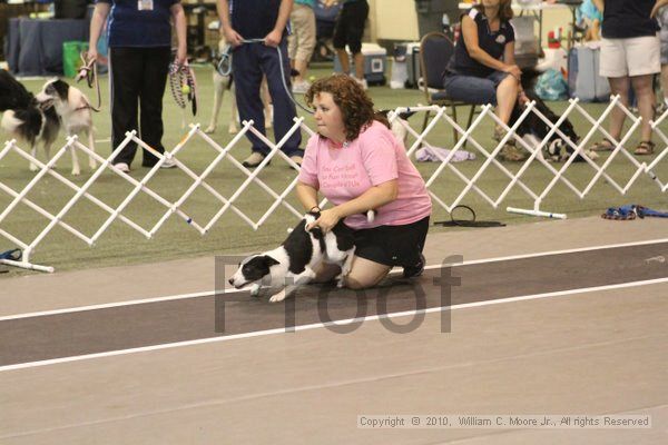 IMG_9046.jpg - Dawg Derby Flyball TournementJuly 11, 2010Classic CenterAthens, Ga