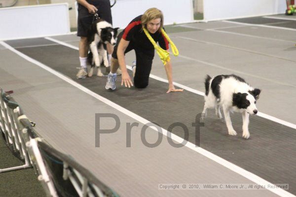 IMG_9049.jpg - Dawg Derby Flyball TournementJuly 11, 2010Classic CenterAthens, Ga