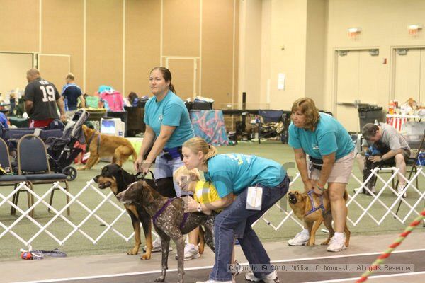IMG_9076.jpg - Dawg Derby Flyball TournementJuly 11, 2010Classic CenterAthens, Ga