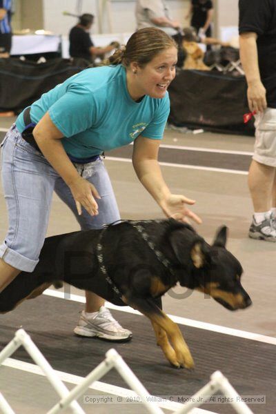 IMG_9084.jpg - Dawg Derby Flyball TournementJuly 11, 2010Classic CenterAthens, Ga