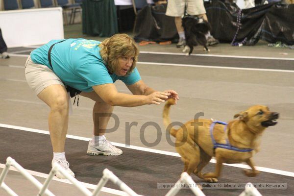 IMG_9085.jpg - Dawg Derby Flyball TournementJuly 11, 2010Classic CenterAthens, Ga