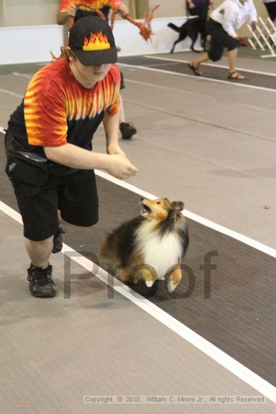 IMG_9098.jpg - Dawg Derby Flyball TournementJuly 11, 2010Classic CenterAthens, Ga