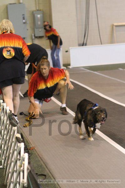 IMG_9101.jpg - Dawg Derby Flyball TournementJuly 11, 2010Classic CenterAthens, Ga