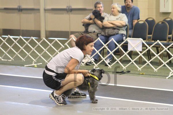 IMG_9102.jpg - Dawg Derby Flyball TournementJuly 11, 2010Classic CenterAthens, Ga