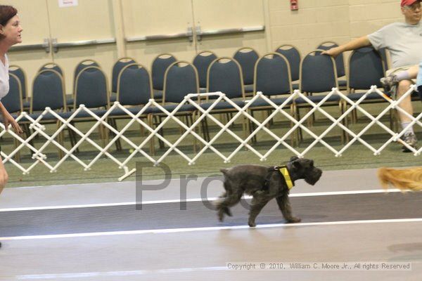 IMG_9106.jpg - Dawg Derby Flyball TournementJuly 11, 2010Classic CenterAthens, Ga