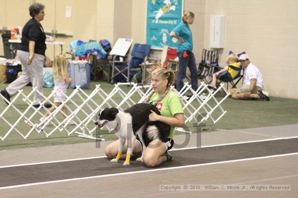 IMG_9120.jpg - Dawg Derby Flyball TournementJuly 11, 2010Classic CenterAthens, Ga