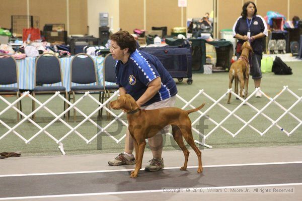 IMG_9124.jpg - Dawg Derby Flyball TournementJuly 11, 2010Classic CenterAthens, Ga