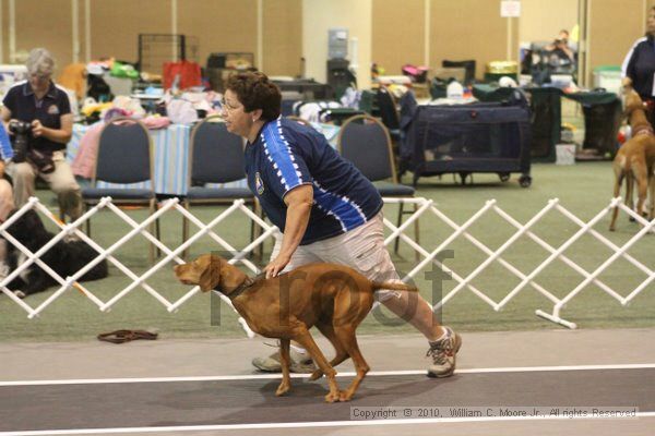 IMG_9125.jpg - Dawg Derby Flyball TournementJuly 11, 2010Classic CenterAthens, Ga