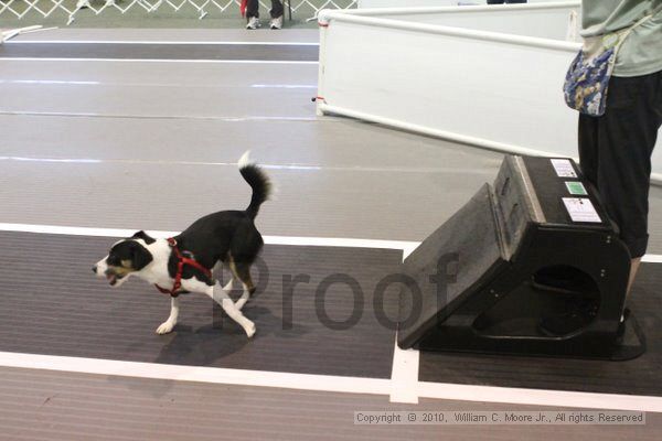 IMG_9140.jpg - Dawg Derby Flyball TournementJuly 11, 2010Classic CenterAthens, Ga