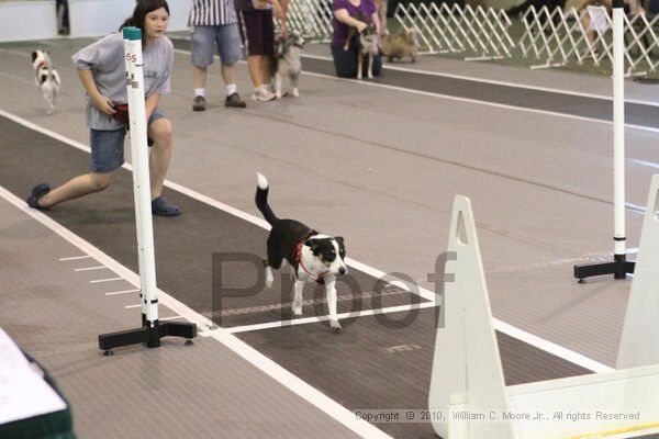 IMG_9141.jpg - Dawg Derby Flyball TournementJuly 11, 2010Classic CenterAthens, Ga