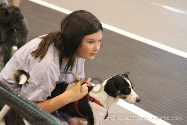 IMG_9142.jpg - Dawg Derby Flyball TournementJuly 11, 2010Classic CenterAthens, Ga