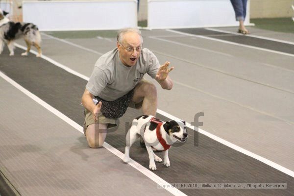 IMG_9145.jpg - Dawg Derby Flyball TournementJuly 11, 2010Classic CenterAthens, Ga