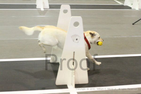 IMG_9169.jpg - Dawg Derby Flyball TournementJuly 11, 2010Classic CenterAthens, Ga