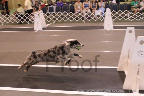 IMG_9175.jpg - Dawg Derby Flyball TournementJuly 11, 2010Classic CenterAthens, Ga