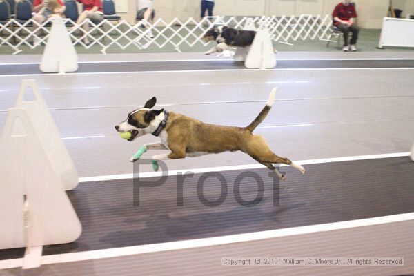 IMG_9240.jpg - Dawg Derby Flyball TournementJuly 11, 2010Classic CenterAthens, Ga