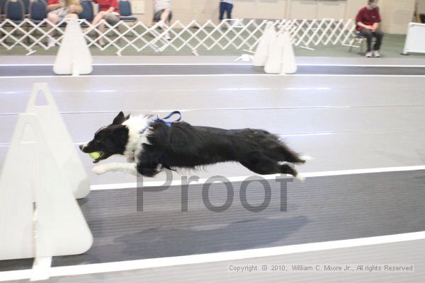 IMG_9247.jpg - Dawg Derby Flyball TournementJuly 11, 2010Classic CenterAthens, Ga