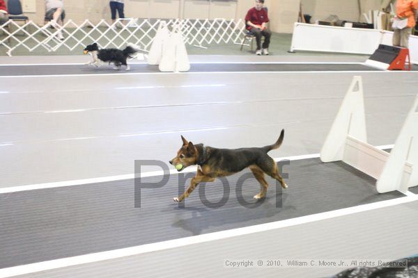 IMG_9250.jpg - Dawg Derby Flyball TournementJuly 11, 2010Classic CenterAthens, Ga