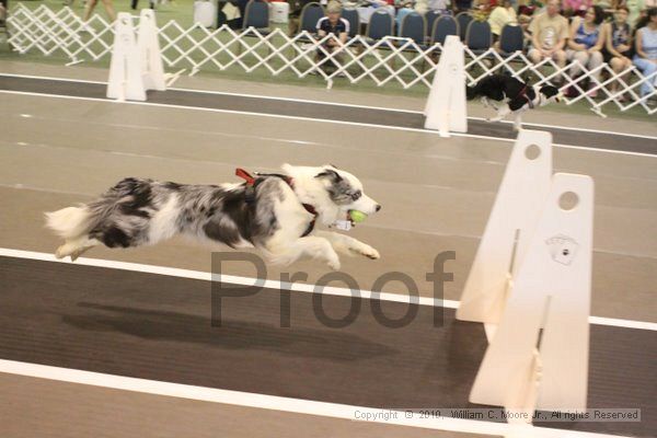 IMG_9255.jpg - Dawg Derby Flyball TournementJuly 11, 2010Classic CenterAthens, Ga
