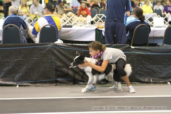 IMG_9273.jpg - Dawg Derby Flyball TournementJuly 11, 2010Classic CenterAthens, Ga