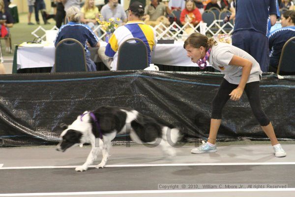 IMG_9275.jpg - Dawg Derby Flyball TournementJuly 11, 2010Classic CenterAthens, Ga