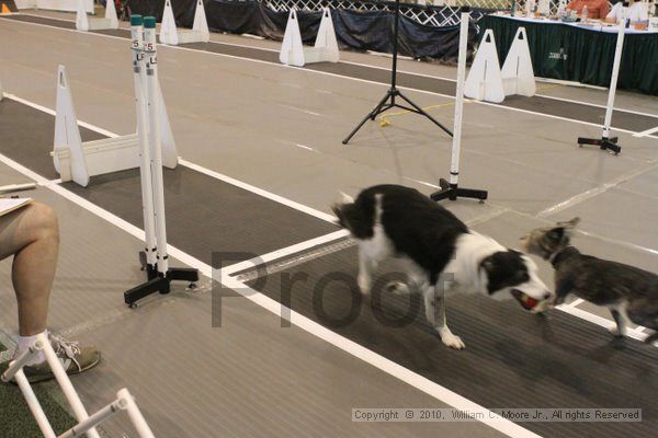 IMG_9283.jpg - Dawg Derby Flyball TournementJuly 11, 2010Classic CenterAthens, Ga