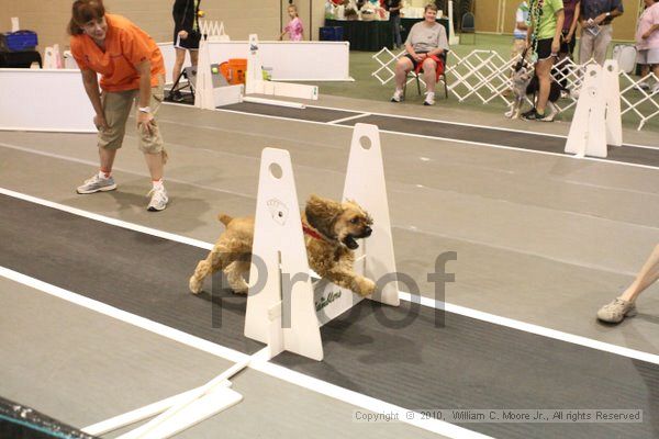 IMG_9315.jpg - Dawg Derby Flyball TournementJuly 11, 2010Classic CenterAthens, Ga