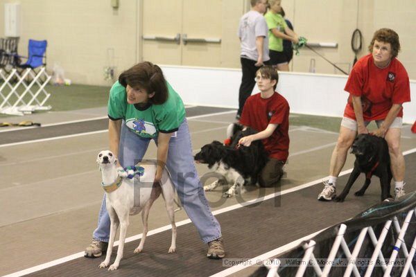 IMG_9321.jpg - Dawg Derby Flyball TournementJuly 11, 2010Classic CenterAthens, Ga