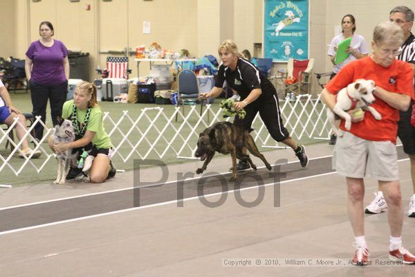 IMG_9343.jpg - Dawg Derby Flyball TournementJuly 11, 2010Classic CenterAthens, Ga