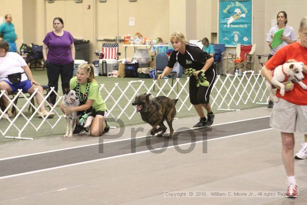 IMG_9344.jpg - Dawg Derby Flyball TournementJuly 11, 2010Classic CenterAthens, Ga