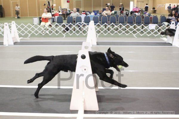 IMG_9351.jpg - Dawg Derby Flyball TournementJuly 11, 2010Classic CenterAthens, Ga
