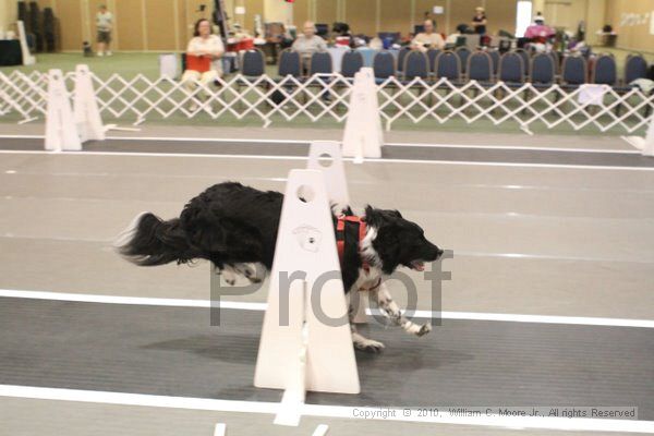IMG_9353.jpg - Dawg Derby Flyball TournementJuly 11, 2010Classic CenterAthens, Ga