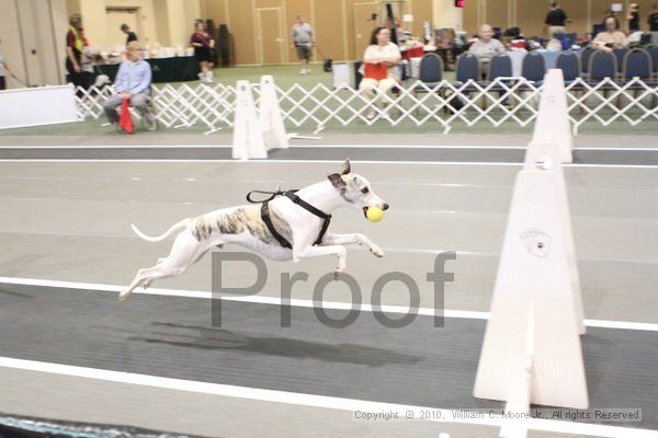 IMG_9355.jpg - Dawg Derby Flyball TournementJuly 11, 2010Classic CenterAthens, Ga