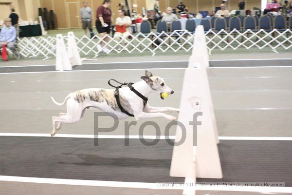 IMG_9361.jpg - Dawg Derby Flyball TournementJuly 11, 2010Classic CenterAthens, Ga