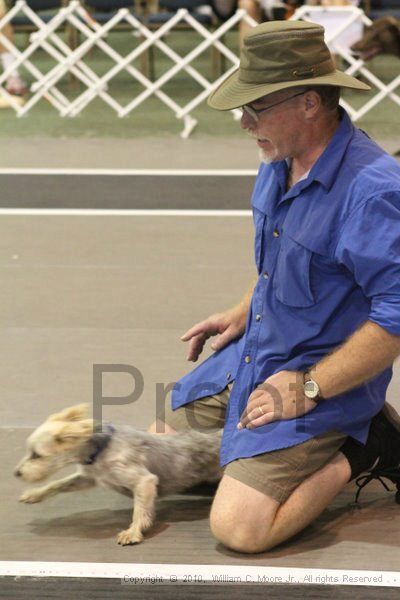 IMG_9373.jpg - Dawg Derby Flyball TournementJuly 11, 2010Classic CenterAthens, Ga