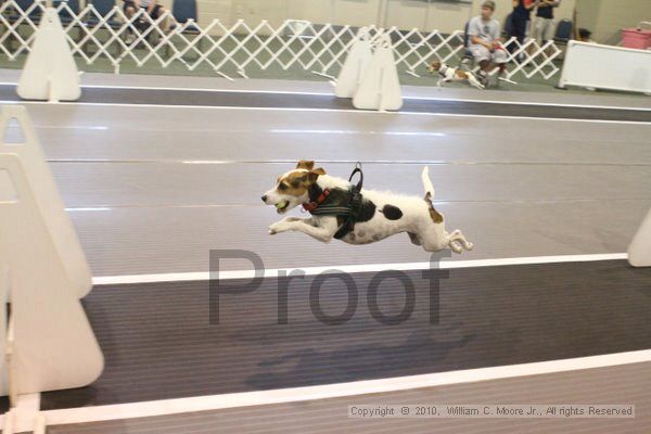 IMG_9384.jpg - Dawg Derby Flyball TournementJuly 11, 2010Classic CenterAthens, Ga