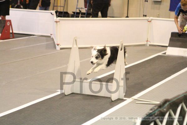IMG_9387.jpg - Dawg Derby Flyball TournementJuly 11, 2010Classic CenterAthens, Ga