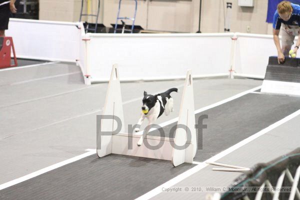 IMG_9388.jpg - Dawg Derby Flyball TournementJuly 11, 2010Classic CenterAthens, Ga