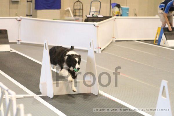 IMG_9392.jpg - Dawg Derby Flyball TournementJuly 11, 2010Classic CenterAthens, Ga