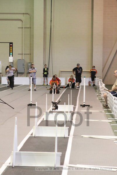 IMG_9401.jpg - Dawg Derby Flyball TournementJuly 11, 2010Classic CenterAthens, Ga