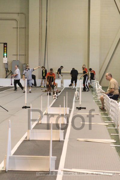 IMG_9404.jpg - Dawg Derby Flyball TournementJuly 11, 2010Classic CenterAthens, Ga