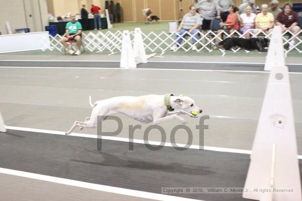 IMG_9412.jpg - Dawg Derby Flyball TournementJuly 11, 2010Classic CenterAthens, Ga