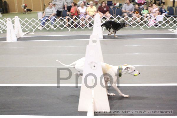 IMG_9413.jpg - Dawg Derby Flyball TournementJuly 11, 2010Classic CenterAthens, Ga