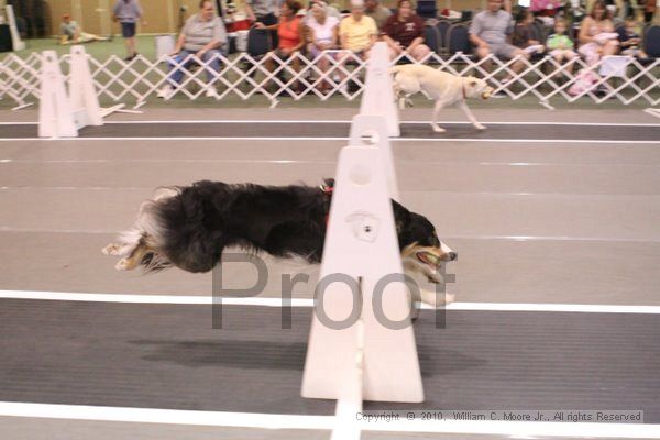 IMG_9428.jpg - Dawg Derby Flyball TournementJuly 11, 2010Classic CenterAthens, Ga