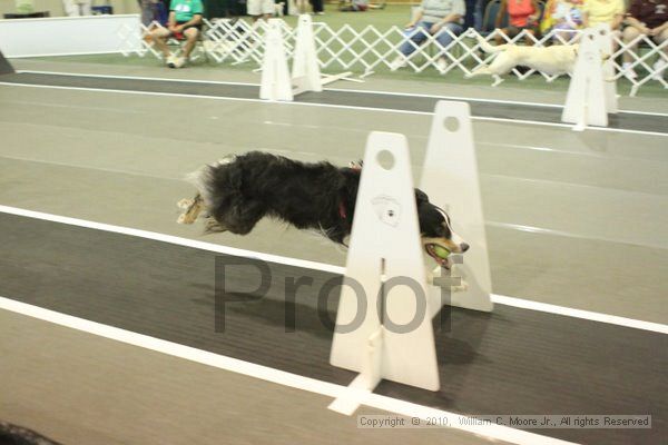 IMG_9435.jpg - Dawg Derby Flyball TournementJuly 11, 2010Classic CenterAthens, Ga