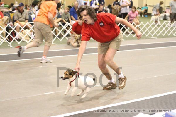 IMG_9449.jpg - Dawg Derby Flyball TournementJuly 11, 2010Classic CenterAthens, Ga
