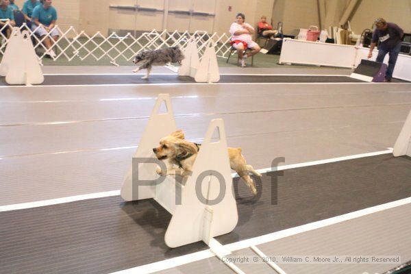 IMG_9453.jpg - Dawg Derby Flyball TournementJuly 11, 2010Classic CenterAthens, Ga