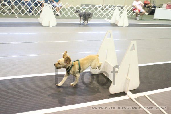 IMG_9454.jpg - Dawg Derby Flyball TournementJuly 11, 2010Classic CenterAthens, Ga